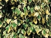 Hedera colchica Dentata variegata 
